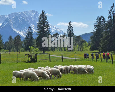 Deutschland, Oberbayern, Farchant, Werdenfelser Land, Schafherde vor Zugspitze-massiv, Stockfoto