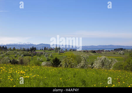 Obstplantage, Blüten, Lindau, Bodensee, Stockfoto