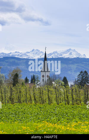 Obstplantage, Blüten, Kirche St. Verena, Bodensee, Lindau Stockfoto