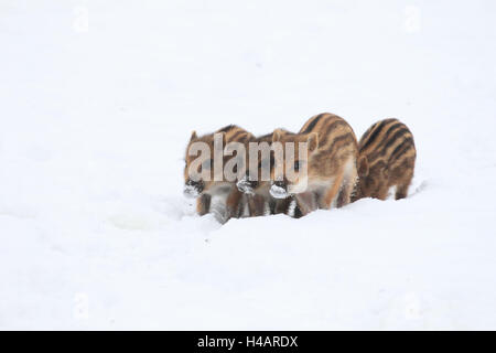 Vier junge Wildschweine im Schnee, Stockfoto