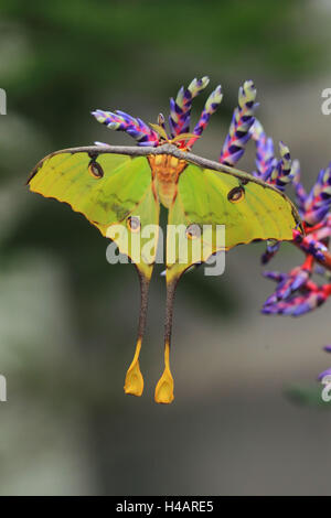 Komet-Schmetterling Stockfoto