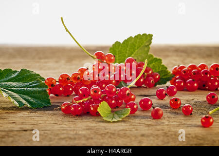 Rote Johannisbeere, Ribes Rubrum, Stillleben, Stockfoto