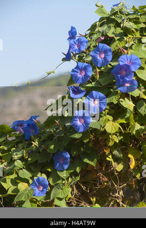 Türkei, Provinz Antalya, Gazipasa, Antiochia Ad Cragum, blau Glanz Winde, Ipomoea Nil, Stockfoto