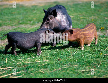 Miniatur-Schwein, farbige Mutter Tier mit zwei unterschiedlichen Ferkel aus einem Wurf grasen auf der Wiese Stockfoto