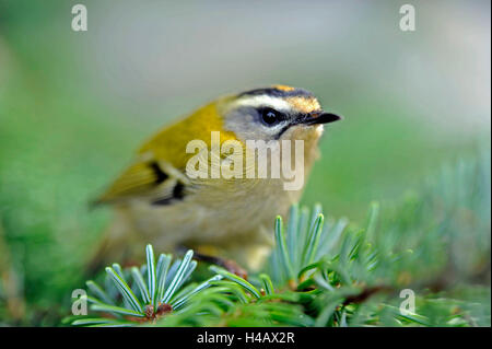 Wintergoldhähnchen in den Nadelwald, Wintergast aus dem Norden Stockfoto