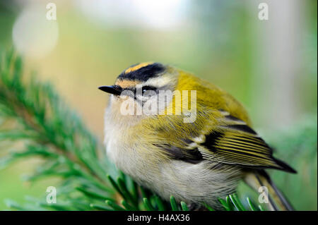 Wintergoldhähnchen in den Nadelwald, Wintergast aus dem Norden Stockfoto