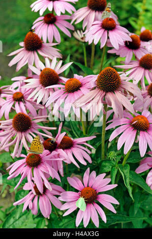 Sommerliche Blumenbeet mit lila Sonnenhut oder Rudbeckia, Echinacea Purpurea oder Rudbeckia Purpurea, verschiedene Magnus Stockfoto