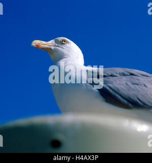 Europäische Silbermöwe stehend auf einem Lampenschirm an der Strandpromenade von Warnemünde Stockfoto