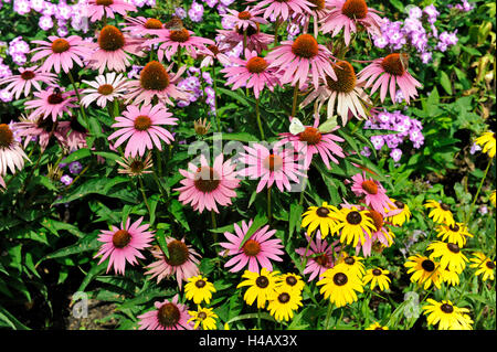 Sommerliche Blumenbeet mit lila und orange Sonnenhut oder Rudbeckia, Echinacea Purpurea und Rudbeckia fulgida Stockfoto