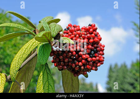 Die roten Früchte der Runzelblatt-Schneeball, Viburnum Rhytidophyllum, später schwarze Färbung Stockfoto