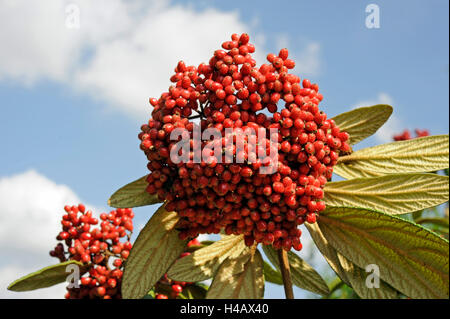 Die roten Früchte der Runzelblatt-Schneeball, Viburnum Rhytidophyllum, später schwarze Färbung Stockfoto
