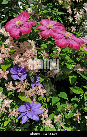 Gesellig wachsenden Kletterpflanzen, Clematis, Sterne die Sorten Clematis Montana altrosa aus Neuseeland mit kleinen blass rosa Blüten, Clematis Ville de Lyons mit großen karminroten Blüten, Clematis Piilu mit großen rosa Blüten und Clematis Parisienne mit großen Stockfoto