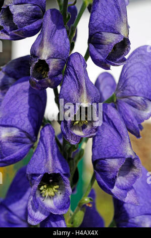 Der Eisenhut Blüte tiefblau im Frühherbst, Aconitum, auch bekannt als Eisenhut und Wolfs Bane, Stockfoto