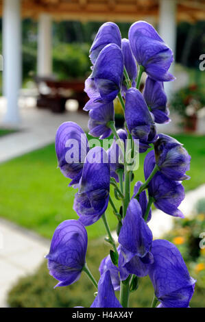 Der Eisenhut Blüte tiefblau im Frühherbst, Aconitum, auch bekannt als Eisenhut und Wolfs Bane, Stockfoto