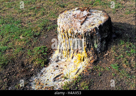 Aufsteigender süßlichen Saft aktuelle streaming nach schwerfällig im Frühjahr von der Birkenstubben, ist es für kosmetische Zwecke verwendet Stockfoto