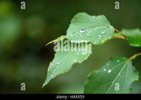 Blätter, Aspen, Populus Tremula, Sommer Stockfoto