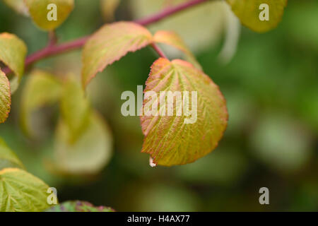 Himbeerblättern, Himbeere, Rubus Idaeus, Herbst Stockfoto