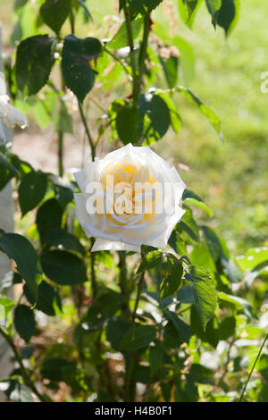 Weiße Creme-farbige Rose, 'Ilse Krohn Superior', Blüte Stockfoto