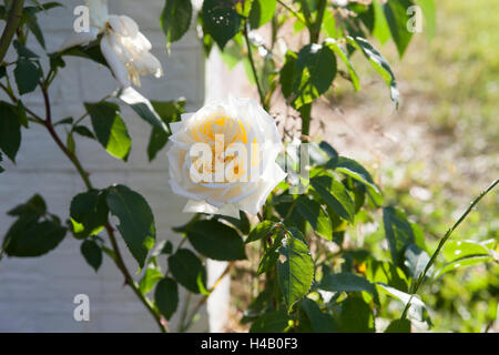 Weiße Creme-farbige Rose, 'Ilse Krohn Superior', Blüte Stockfoto