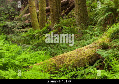 Redwood, Julia Pfeiffer Burns State Park, Kalifornien, USA Stockfoto