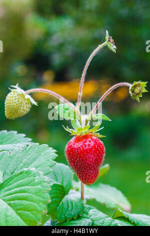 Garten Erdbeere, Fragaria Ananassa, Stockfoto