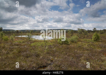 Blick auf die Natur reservieren Schwarzes Moor mit seinen Teichen Moor im Frühsommer im Biosphärenreservat Rhön, untere Franken, Bayern, Deutschland Stockfoto