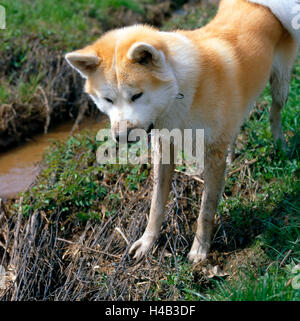 Akita Inu, Hund, heute meist Familienhund, Wühlen im Bachlauf Stockfoto