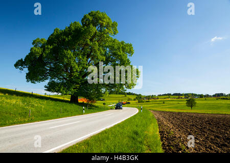 Deutschland, Bayern, Landstraße im Frühjahr Stockfoto