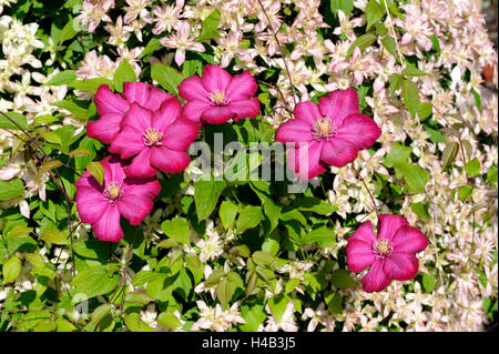 Gesellig, Kletterpflanzen, Clematis, Clematis Montana Dusky sortiert Stern, aus Neuseeland, kleine blass rosa Blüten, Clematis Ville de Lyons, großen karminroten roten Blüten, Klettern Unterstützung, Frühsommer Garten Stockfoto