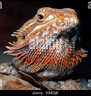 Bartagame, Nahaufnahme, Porträt, bärtigen Kragen, bunte, Wüste Einwohner, Australien Stockfoto