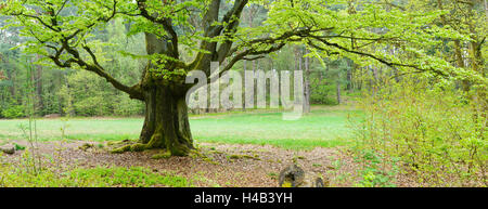 Knorrige alte Buche auf einer Lichtung in einem ehemaligen pastorale Wald im zeitigen Frühjahr, Kellerwald, Hessen, Deutschland Stockfoto