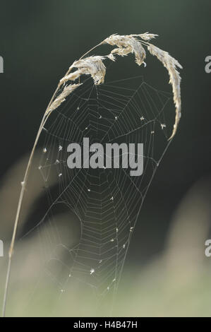 Spinnennetz, Holz klein-Reed, Calamagrostis Epigejos, Nahaufnahme, Stockfoto