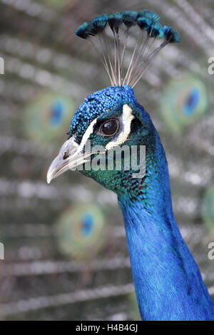 Blauer Pfau, Pavo Cristatus, Porträt, kleine Mann, Tier Portrait, Tier, Zoo, Zoo-Tier, Vogel, Ave, hühnerartigen Vogel, Hühnervögel, Phasianidae, Phasianidae, Peacocks Radian, Radian, Felder, Pfau Felder, die Pfauenfedern, Gefieder, Balz, Gericht, Impress, zeigen, bunt, bunt, bewundernswert, Verhalten, blau, Sieg über Impress, bläulichgrün, Stockfoto