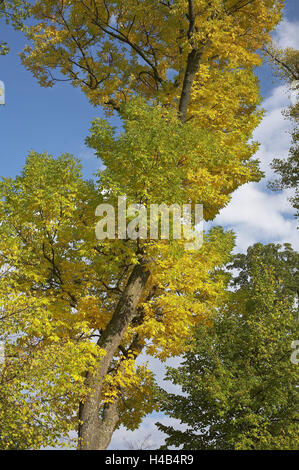 Linde, Tilia spec, Laub, Farbstoffe, Natur, Botanik, Pflanzen, Baum, breitblättrigen Baum, Linde, Blätter, Laub, Herbstlaub, Chartreuse, gelb, grün, Saison, Herbst, herbstliche, sonnig, Stockfoto