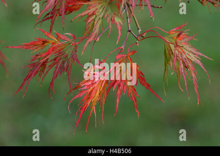 Japanischer Ahorn, Zweig, Blätter, Stockfoto