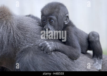 Schlichte Gorilla Gorilla Gorilla Gorilla, Mutter Tier, Rücken, Detail, Jungtier, festhalten, Tierwelt, Tiere, Säugetiere, wilde Tiere, Affen, des Herrn Tiere, Primaten, Altweltaffen, jung, schützen, Stick, Zucht, Naht, Instinkt, Sicherheit, Schutz, Konzeption, Schutz bedrohter Arten, droht, Tierarten bedroht, Zootiere, feste Klauen, Tier Kind, Tier Baby Stockfoto