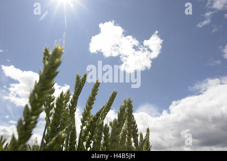 Korn Sie-Ohren, Himmel, Sonne, Wolken, mittlere Nahaufnahme, Detail, Stockfoto