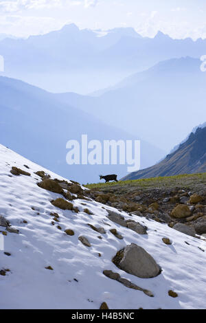 Österreich, Tirol, Lechtaler Alpen, Berg Arl, St. Anton, Valluga Straße, Valfagehrkar, Gämse, Rupicapra Rupicapra Stockfoto