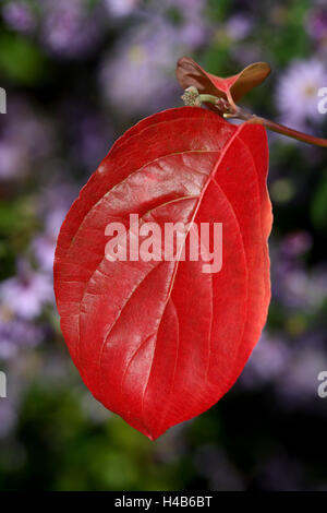 Nutalls Blumen Hartriegel, Blätter, rote, Nahaufnahme, Stockfoto