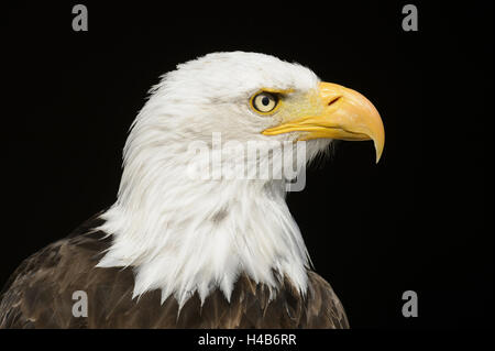 Weißer Kopf See-Adler, Haliaeetus Leucocephalus, Porträt, seitlich, Stockfoto