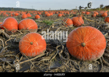 Kürbis Feld, Hokkaido Kürbisse, Rheinland-Pfalz, Deutschland, Stockfoto