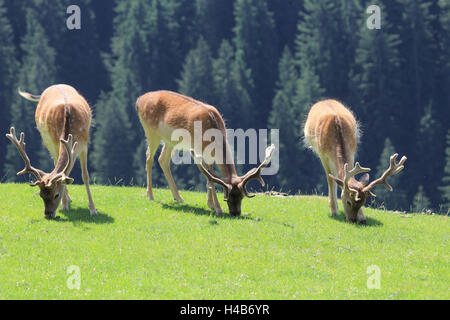 Brache Dollar in das Phloem auf Wiese, Stockfoto