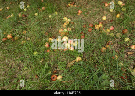 Glücksfall, kulturelle Äpfel, Malus Domestica, Pyrus Malus, Wiese, Lüge, reif, Stockfoto
