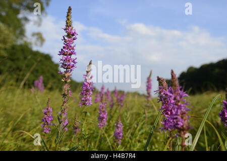 Üblichen Blutweiderich, Lythrum Salicaria, Blüte, Stockfoto