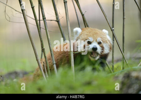 Kleine Panda Ailurus Fulgens, sitzen, Essen, frontal, Kamera anzeigen, Stockfoto