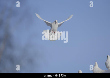 Pfauentaube Taube, Taube, ONCFS, weiß, fliegen, landen, Vorderansicht, Blick in die Kamera, Stockfoto