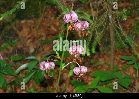 Turk Kappe Lilie, Lilium Martagon, Blütenstand, Waldrand, Stockfoto