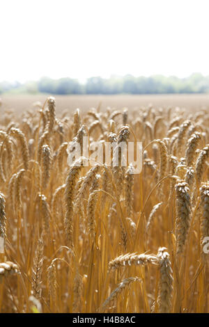 Korn-Ohren, mittlere close-up, Stockfoto