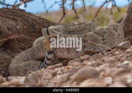 Western Diamond-backed Klapperschlange (Crotalus Atrox), Quebradas Backcountry Byway, New Mexico, USA. Stockfoto