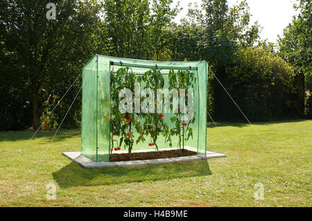 Gewächshaus für Tomaten im Garten Stockfoto